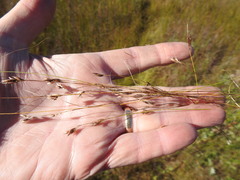 Rhynchospora capillacea