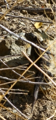 Sceloporus occidentalis