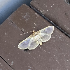 Apilocrocis brumalis