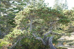 Pinus banksiana