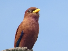 Eurystomus glaucurus