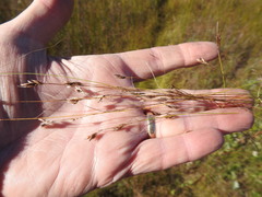 Rhynchospora capillacea