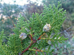 Platycladus orientalis