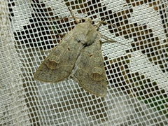 Ammoconia caecimacula