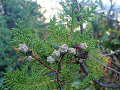 Platycladus orientalis
