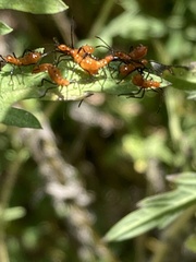 Leptoglossus phyllopus