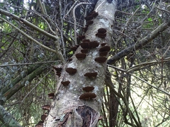 Daedaleopsis confragosa