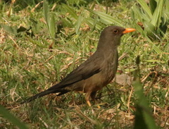 Turdus smithi