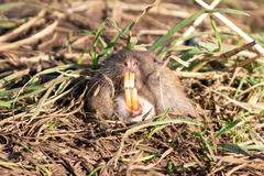Thomomys