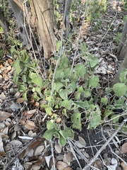 Physalis cinerascens