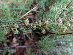 Artemisia alba