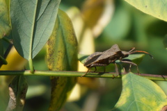 Coreus marginatus