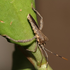 Elasmopoda alata