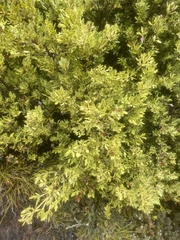 Phyllocladus alpinus