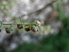 Artemisia alba