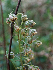 Artemisia alba