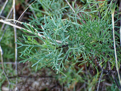 Artemisia alba