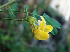 Hippocrepis emerus