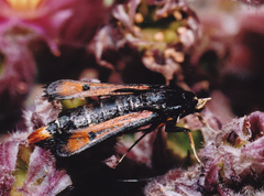 Pyropteron chrysidiforme