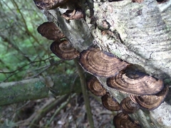 Daedaleopsis confragosa