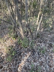 Physalis cinerascens