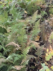 Thelypteridaceae