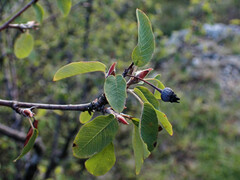 Amelanchier ovalis