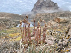 Silene involucrata