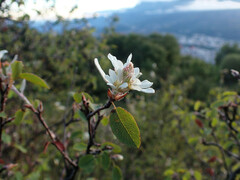 Amelanchier ovalis