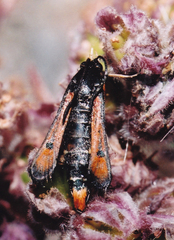 Pyropteron chrysidiforme