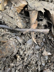 Myriapoda