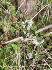 Symphyotrichum lateriflorum