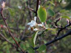 Amelanchier ovalis