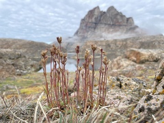 Silene involucrata