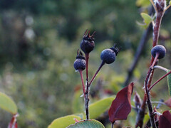Amelanchier ovalis