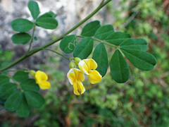 Hippocrepis emerus