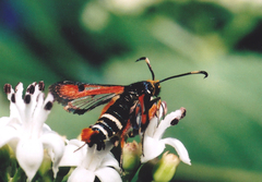 Pyropteron chrysidiforme