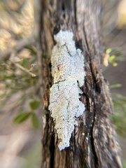 Punctelia bolliana