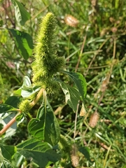 Amaranthus powellii