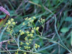 Bupleurum falcatum