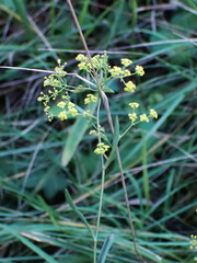 Bupleurum falcatum