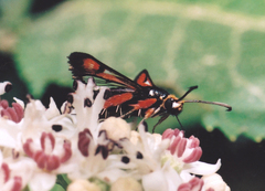 Pyropteron chrysidiforme