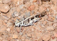 Psinidiini