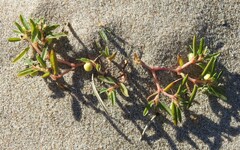 Euphorbia polygonifolia