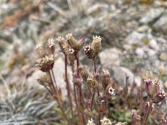 Silene involucrata