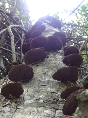 Daedaleopsis confragosa