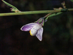 Linaria repens