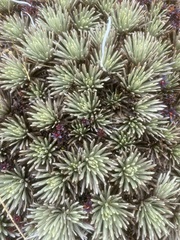 Celmisia sessiliflora