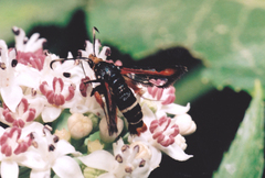 Pyropteron chrysidiforme