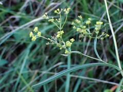 Bupleurum falcatum